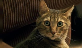 小猫搞笑视频,小猫萌态逗翻网友